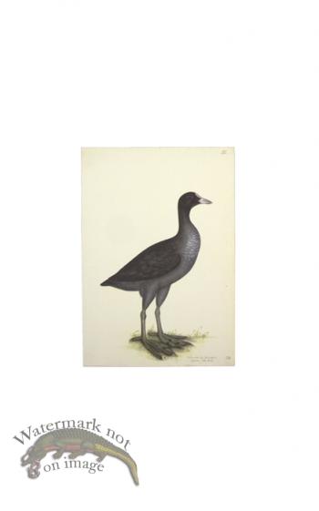 EURASIAN COOT . PL 24
